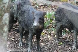 Peccaries of Mesoamerica Now Highly Threatened, Warn Experts